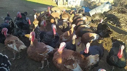 Elazığ'da pandemi ve yasaklar hindiye talebi azalttı