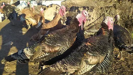 Elazığ'da pandemi ve yasaklar hindiye talebi azalttı