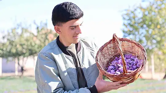 Elazığ'da safran bitkisi hasadı başladı