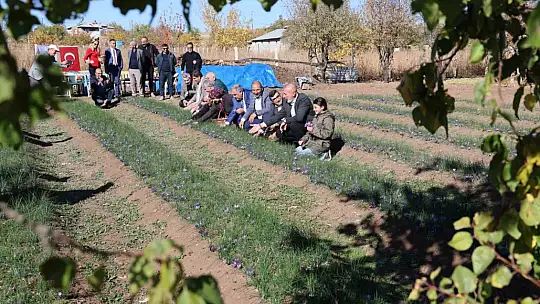 Elazığ'da safran bitkisi hasadı başladı