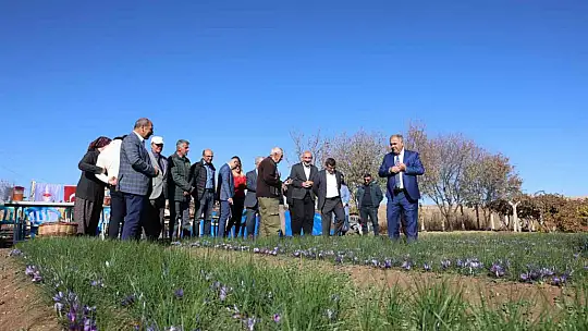 Elazığ'da safran bitkisi hasadı başladı