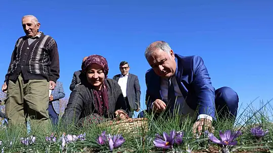 Elazığ'da safran bitkisi hasadı başladı