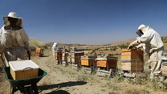 Elazığ'da Samyeli bal rekoltesini düşürdü