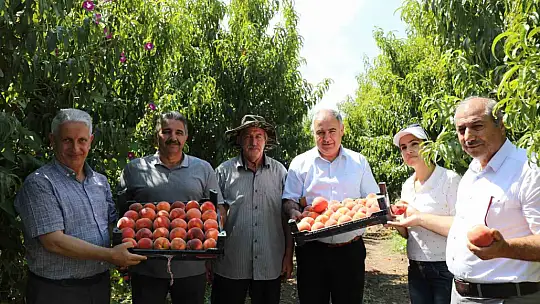 Elazığ'da şeftali hasadı devam ediyor