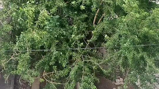 Elazığ'da şiddetli rüzgar etkili oldu, ağaçların dalları kırıldı