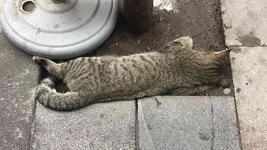 Elazığ'da silahlı kavgaya karışan 2 şüpheli yakalandı