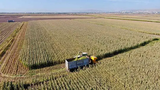 Elazığ'da silajlık mısır hasadı başladı