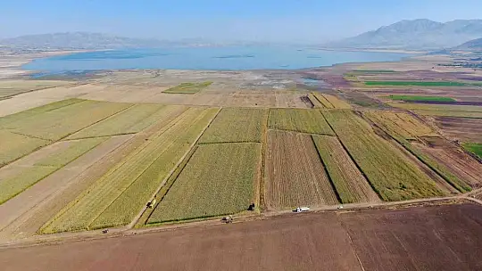 Elazığ'da silajlık mısır hasadı başladı