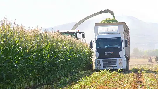 Elazığ'da silajlık mısır hasadı başladı