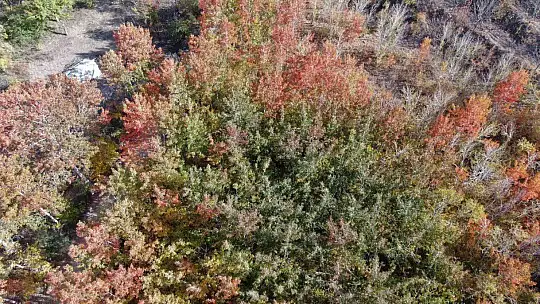 Elazığ'da sonbaharda rengarenk olan ağaçlar havadan görüntülendi