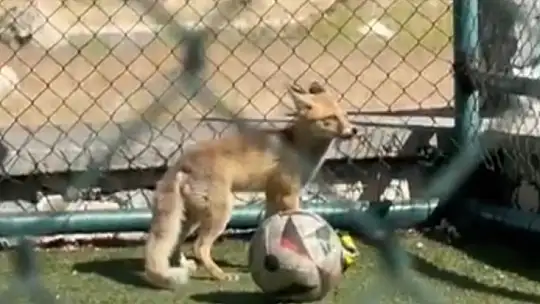 Elazığ'da spor sahasına tilki girdi