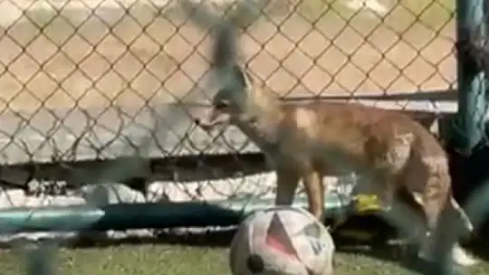 Elazığ'da spor sahasına tilki girdi