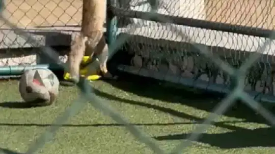 Elazığ'da spor sahasına tilki girdi