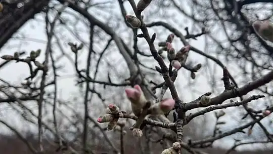 Şubat ayında badem ağaçları çiçek açtı