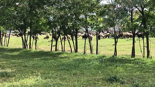 Elazığ'da sürü otlatma kavgası: 1 yaralı