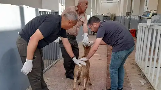 Elazığ'da tedavisi tamamlanan yaban keçisi doğaya bırakıldı