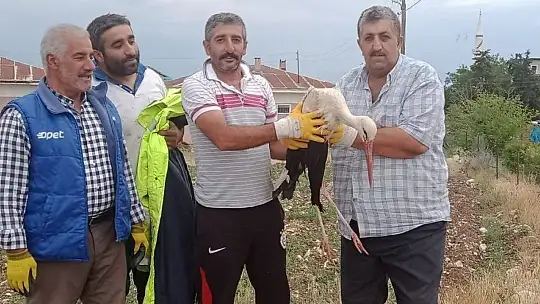 Elazığ'da tedavisi yapılan leylek, doğaya bırakıldı