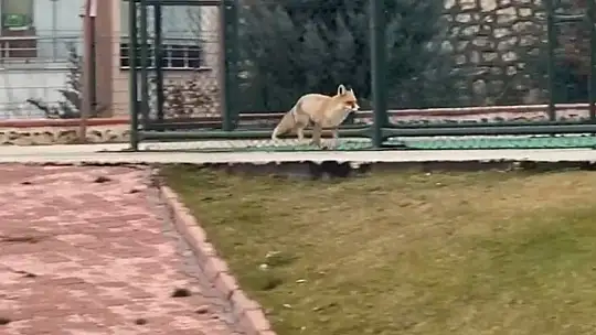 Elazığ'da Tilki Şehre İndi