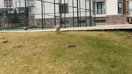 Elazığ'da Tilki Şehre İndi