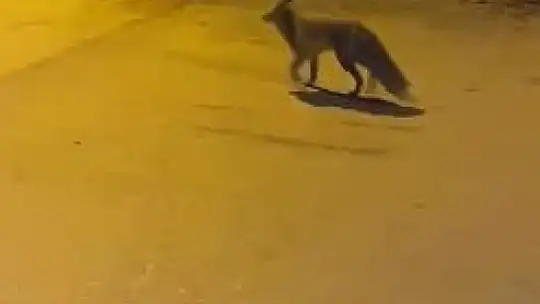 Elazığ'da tilkiden şehir gezintisi