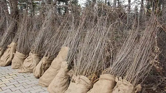 Elazığ'da üreticilere 6 bin 500 dut fidanı dağıtıldı