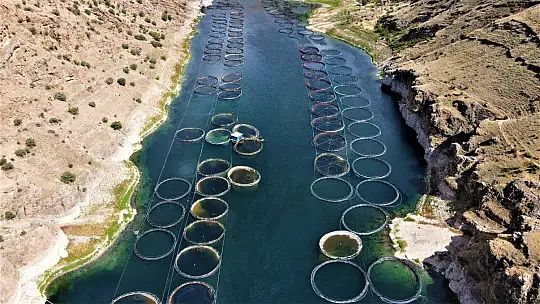Elazığ'da üretilen 21 bin ton alabalık,,