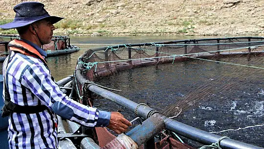 Elazığ'da üretilen 21 bin ton alabalık,,