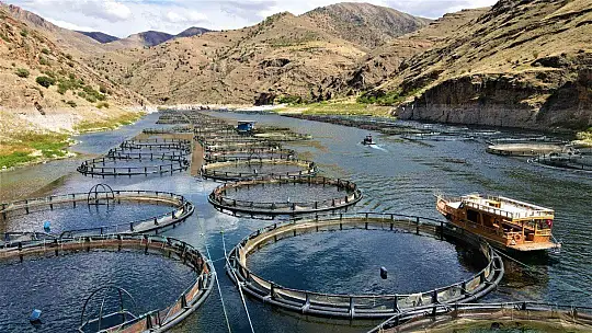 Elazığ'da üretilen 21 bin ton alabalık,,
