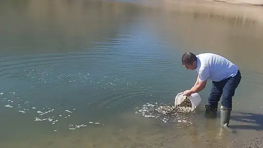 Elazığ'da üretilen 5 milyon balık 21 baraja bırakılıyor