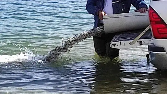 Elazığ'da üretilen 5 milyon balık 21 baraja bırakılıyor