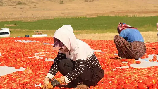 Elazığ'da üretilip kurutulan domatesler, dünya sofralarını süslüyor