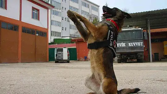 Uyuşturucu tacirlerinin korkulu rüyaları: Alex ve Nina