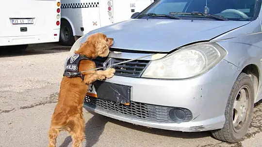 Uyuşturucu tacirlerinin korkulu rüyaları: Alex ve Nina