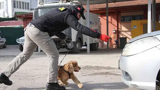 Uyuşturucu tacirlerinin korkulu rüyaları: Alex ve Nina