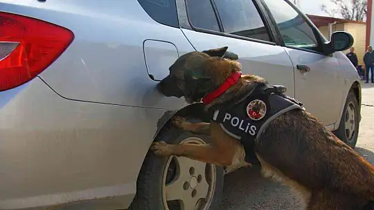 Uyuşturucu tacirlerinin korkulu rüyaları: Alex ve Nina