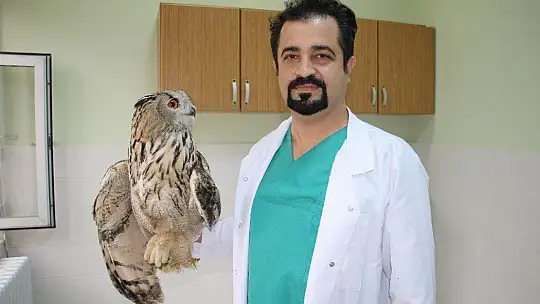 Kulaklı Orman Baykuşu Tedavi Altına Alındı