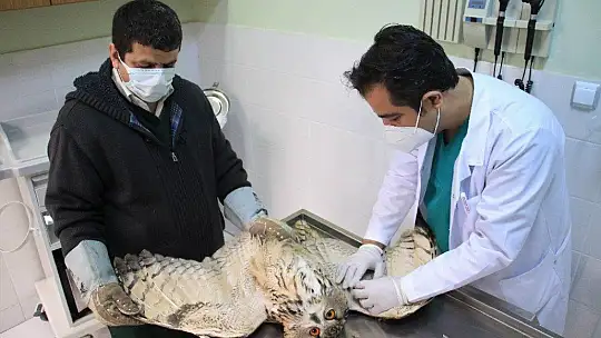 Kulaklı Orman Baykuşu Tedavi Altına Alındı