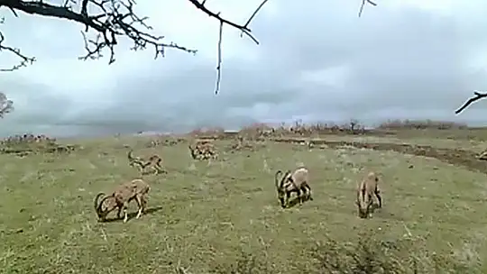 Elazığ'da yaban hayatı ve kaçak avcılar..