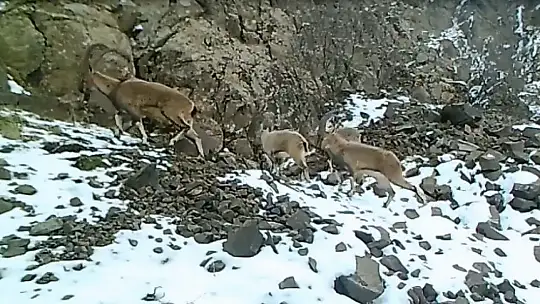 Elazığ'da yaban hayatı ve kaçak avcılar..