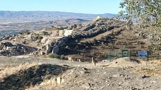 Elazığ'da yaban keçileri tarihi Harput Kalesine indi