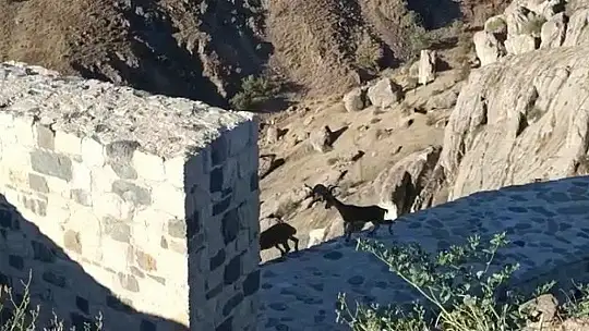 Elazığ'da yaban keçileri tarihi Harput Kalesine indi