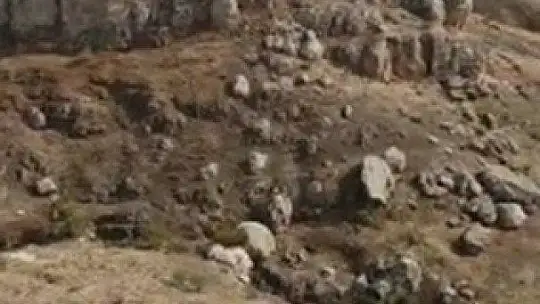 Elazığ'da yaban keçileri tarihi Harput Kalesine indi