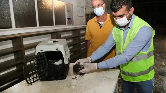 Elazığ'da yaralı güvercin tedavi altına alındı