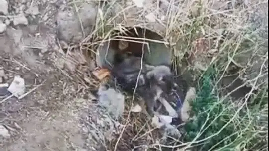 Elazığ'da yaralı halde bulunan köpek itfaiye ekipleri tarafından kurtarıldı