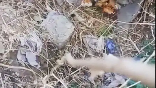 Elazığ'da yaralı halde bulunan köpek itfaiye ekipleri tarafından kurtarıldı