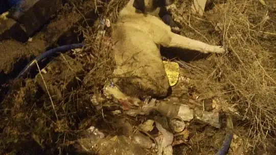 Elazığ'da yaralı köpeğe FÜ sahip çıktı