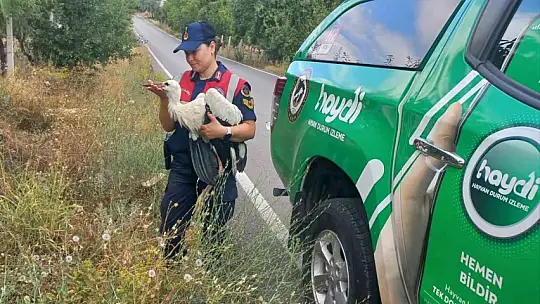 Elazığ'da yaralı leylek, koruma altına alındı