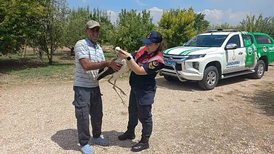 Elazığ'da yaralı leylek, koruma altına alındı
