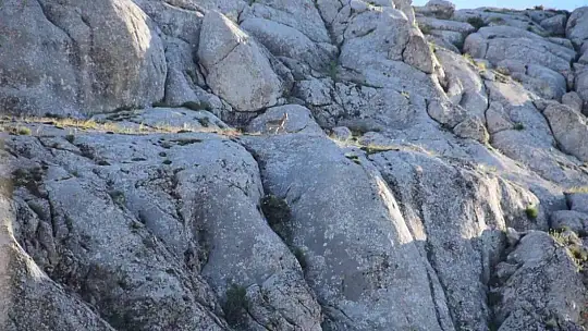 Elazığ'da yavru yaban keçisi görüldü