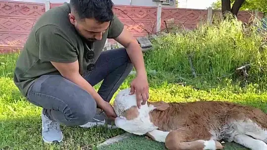Elazığ'da yeni doğan buzağı şoke etti